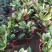 七彩变叶木盆栽耐热四季盆栽量大优惠提供视频看货
