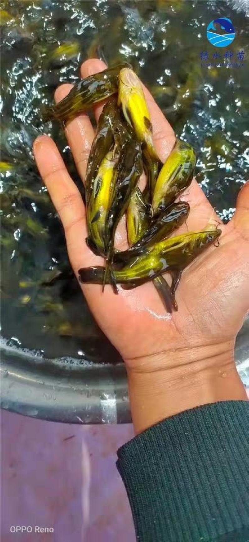 产地鱼苗场批发大量供应各种优良品种黄骨鱼苗