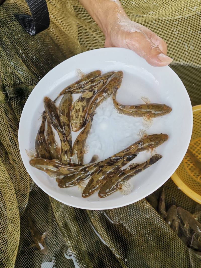 产地鱼苗场批发大量供应各种优良品种黄骨鱼苗
