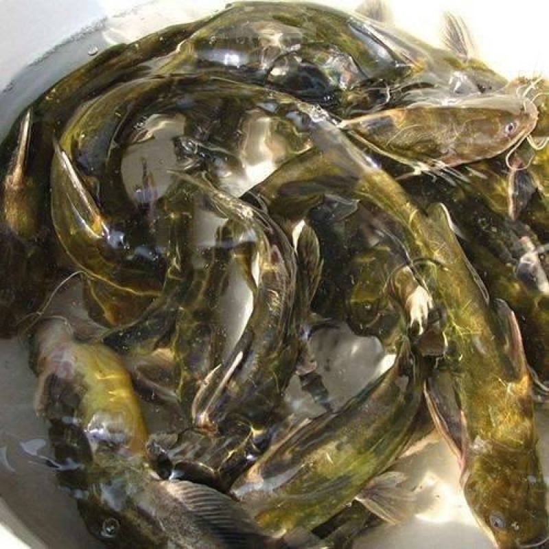 产地鱼苗场批发大量供应各种优良品种黄骨鱼苗