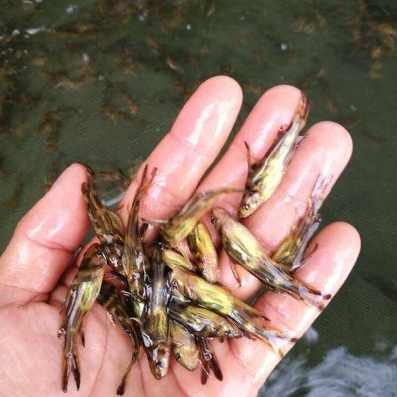 产地鱼苗场批发大量供应各种优良品种黄骨鱼苗