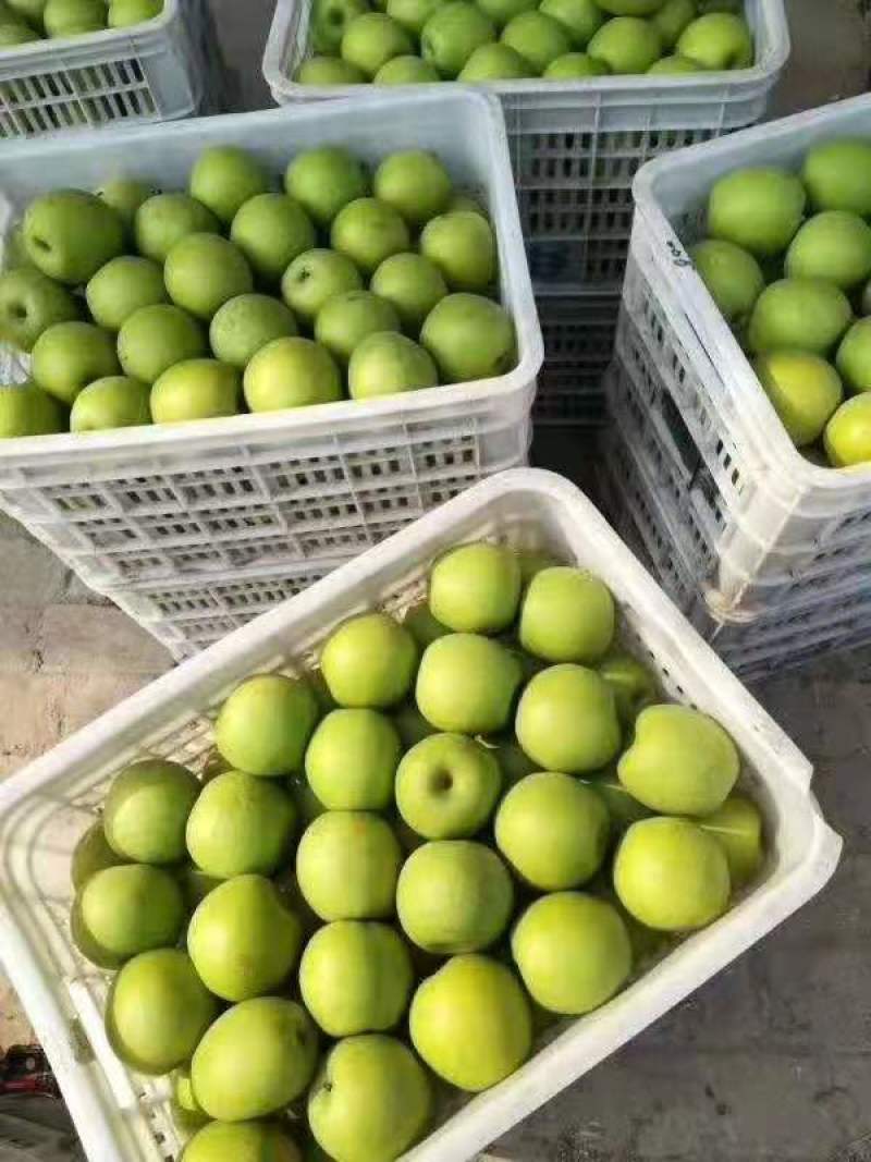 梨，皇冠梨，青皇冠梨，青梨，对接电商，销售全国各地
