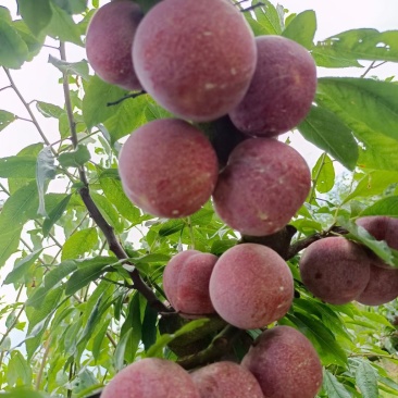 李子