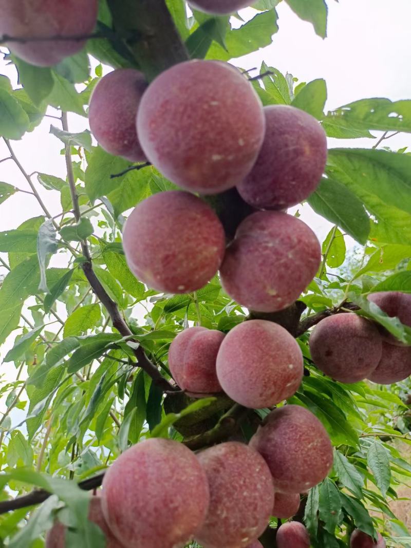 李子