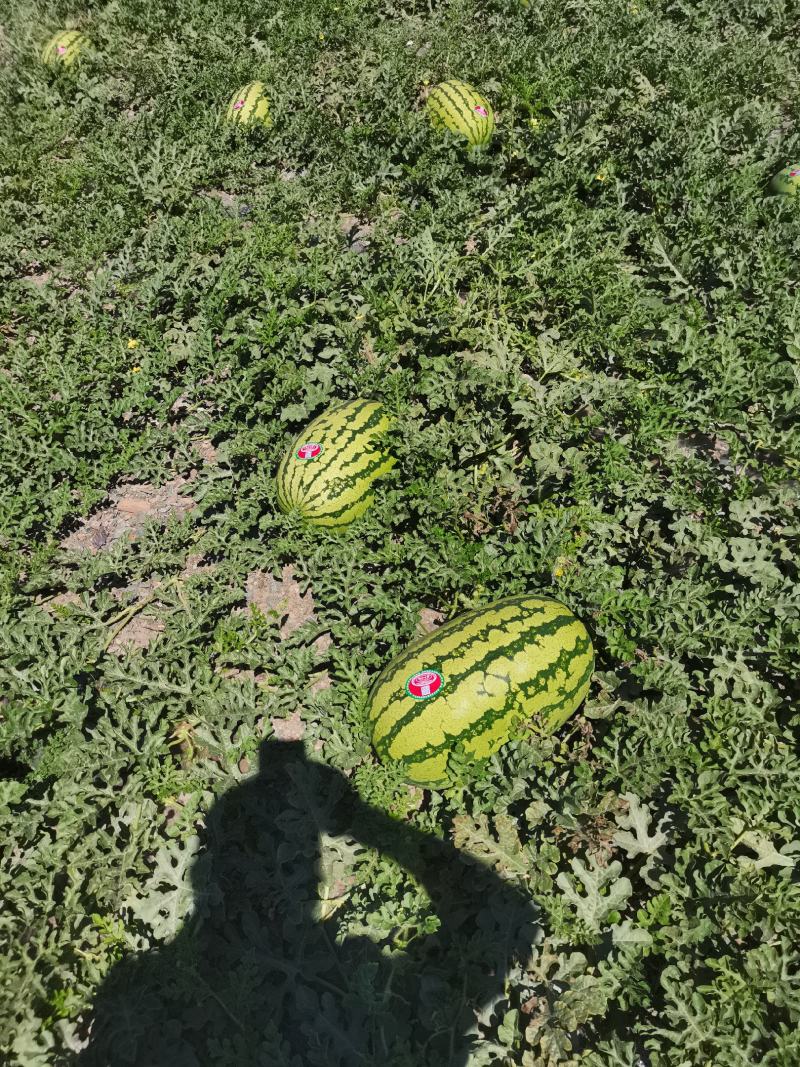 石头瓜已大量上市，欢迎各地老板来实地考察，糖度高，一条龙