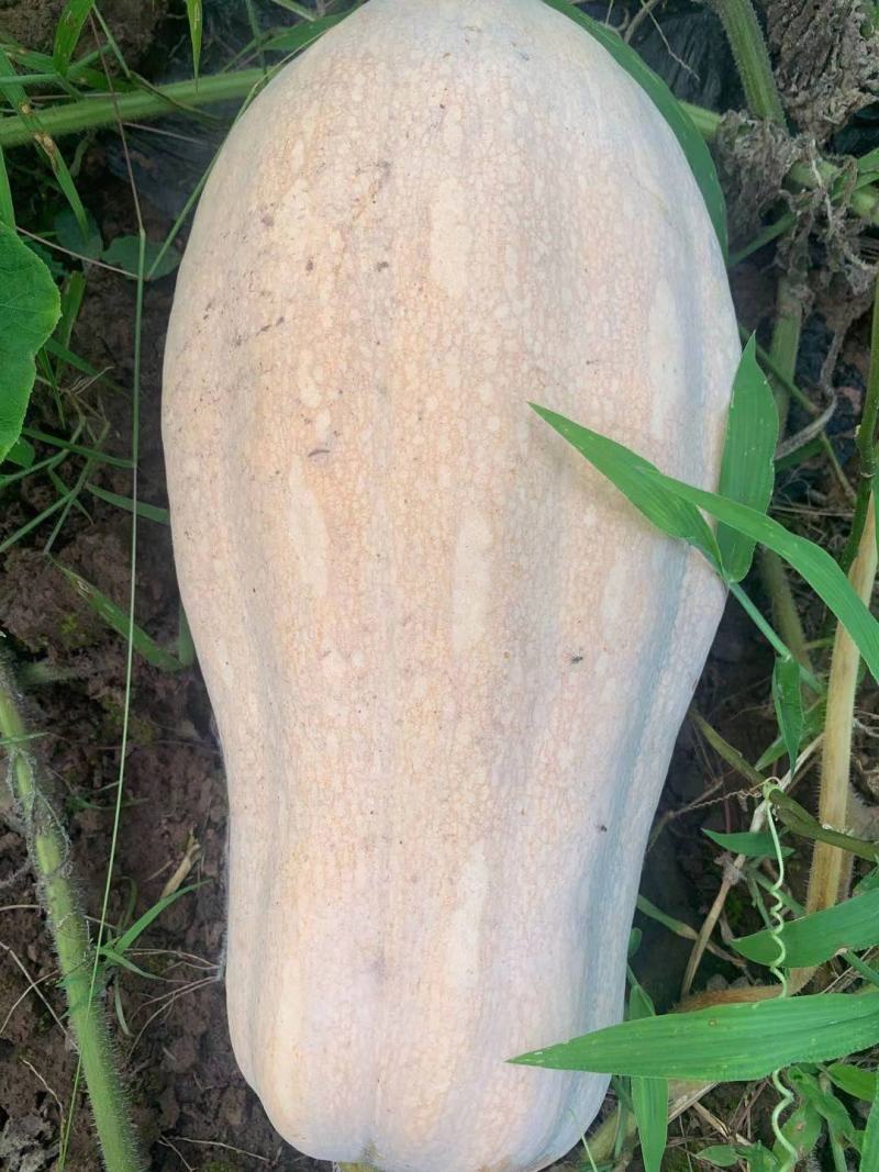 健美密本南瓜，自己基地，种植面积大