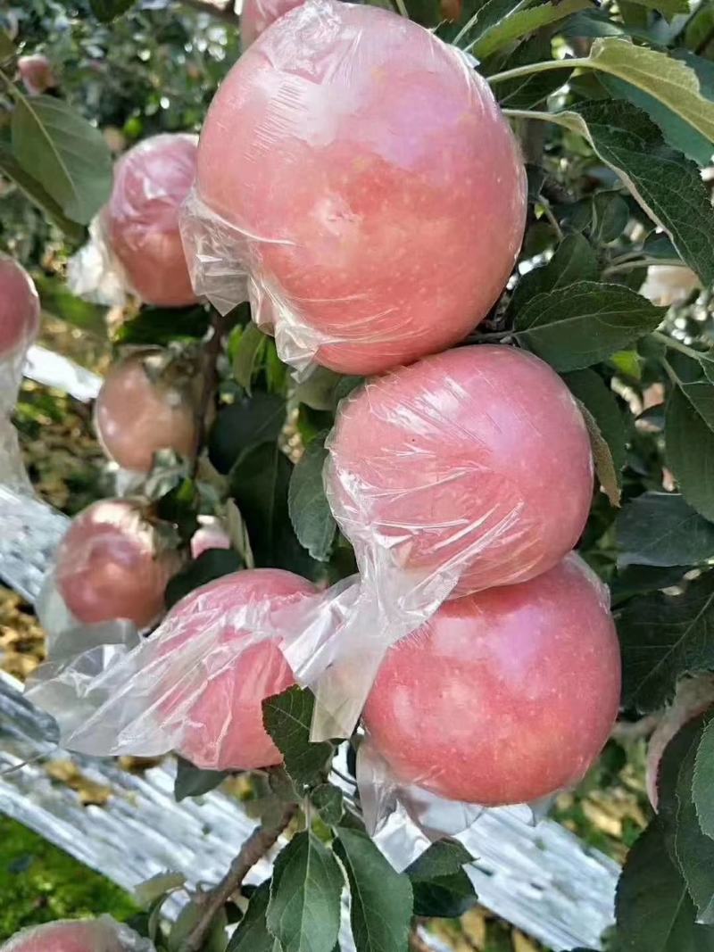 苹果