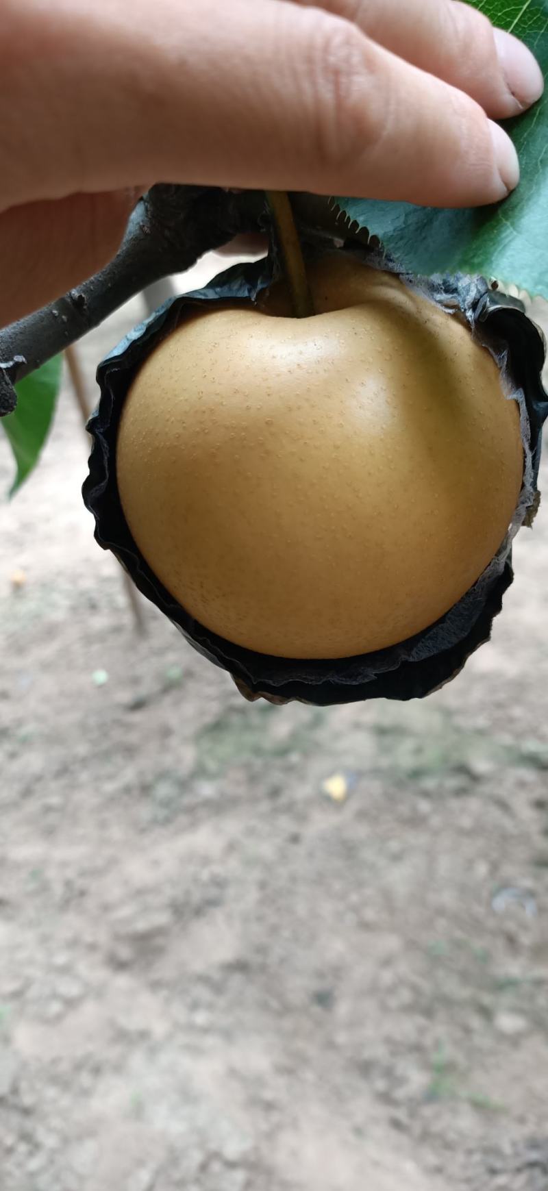 圆黄梨大量出售！诚信第一，想合作的伙伴联系我呦！