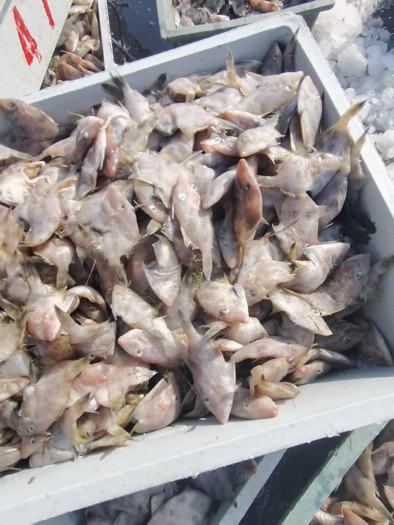 东山马面鱼扒皮鱼耗儿鱼剥皮鱼橡皮鱼可烫火锅，油炸，干煎。