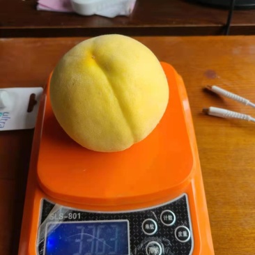 《精选黄桃》黄桃大量上市口感脆甜保证质量，欢迎老板来采购
