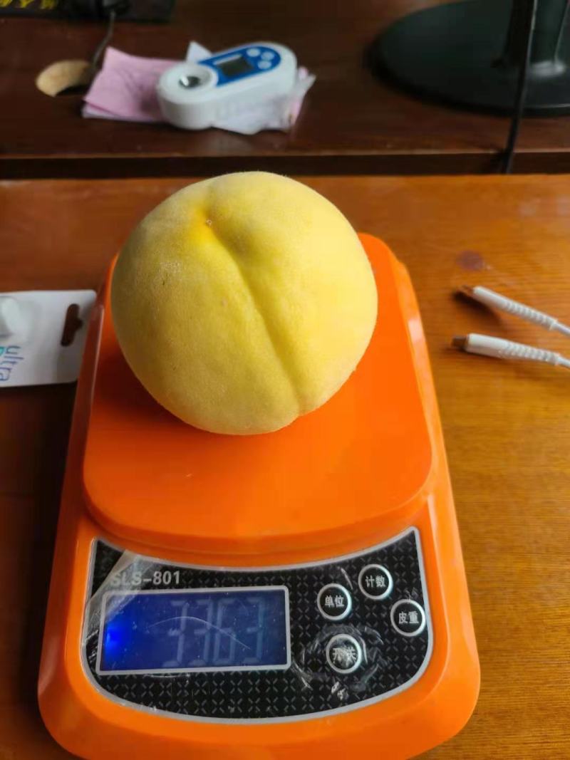 《精选黄桃》黄桃大量上市口感脆甜保证质量，欢迎老板来采购