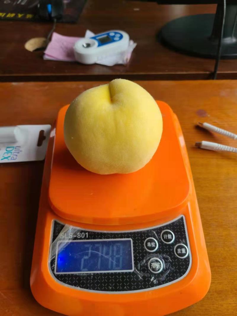 《精选黄桃》黄桃大量上市口感脆甜保证质量，欢迎老板来采购