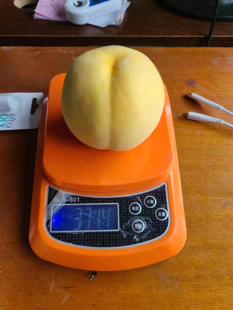 《精选黄桃》黄桃大量上市口感脆甜保证质量，欢迎老板来采购