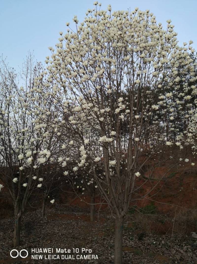 玉兰树大量供应各种玉兰可视频看货对接全国客商