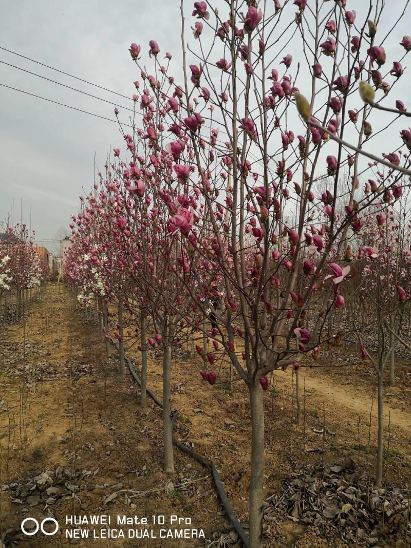 玉兰树大量供应各种玉兰可视频看货对接全国客商