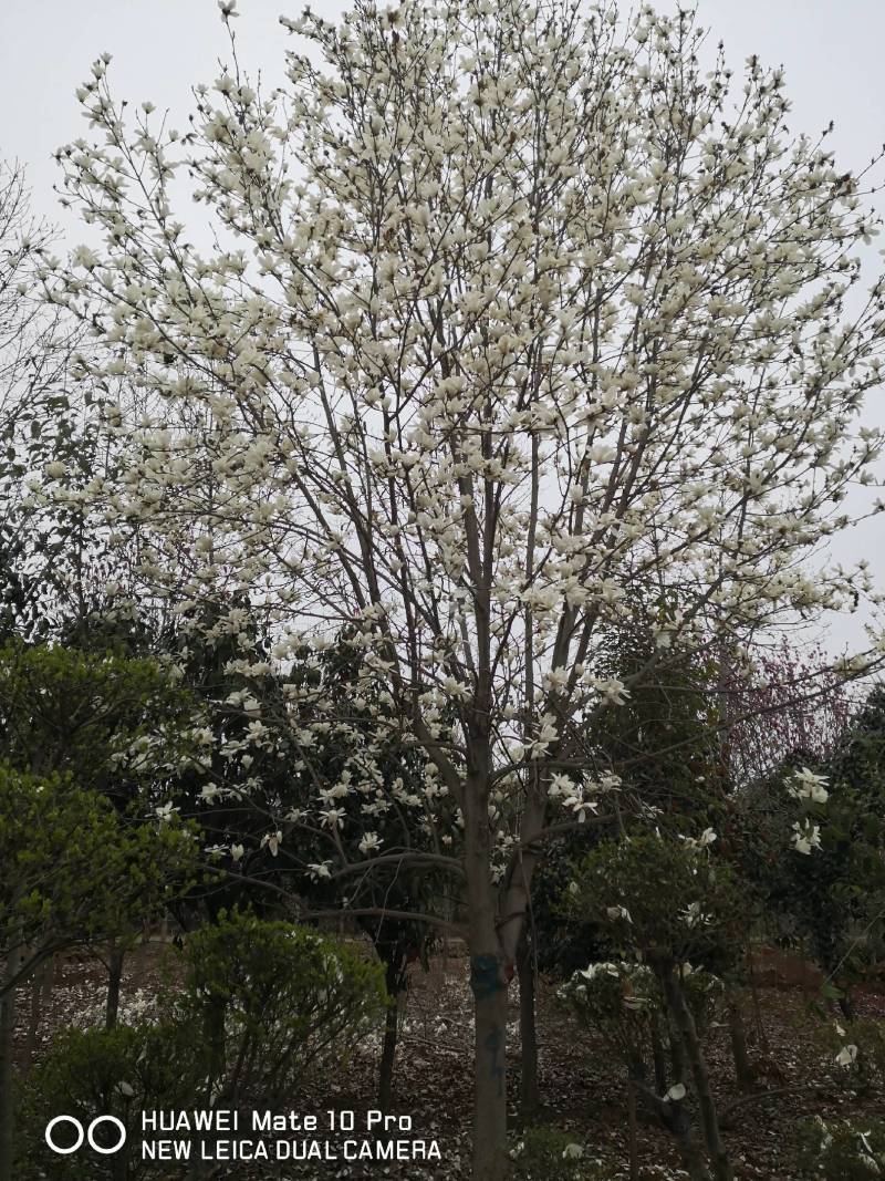 玉兰树大量供应各种玉兰可视频看货对接全国客商