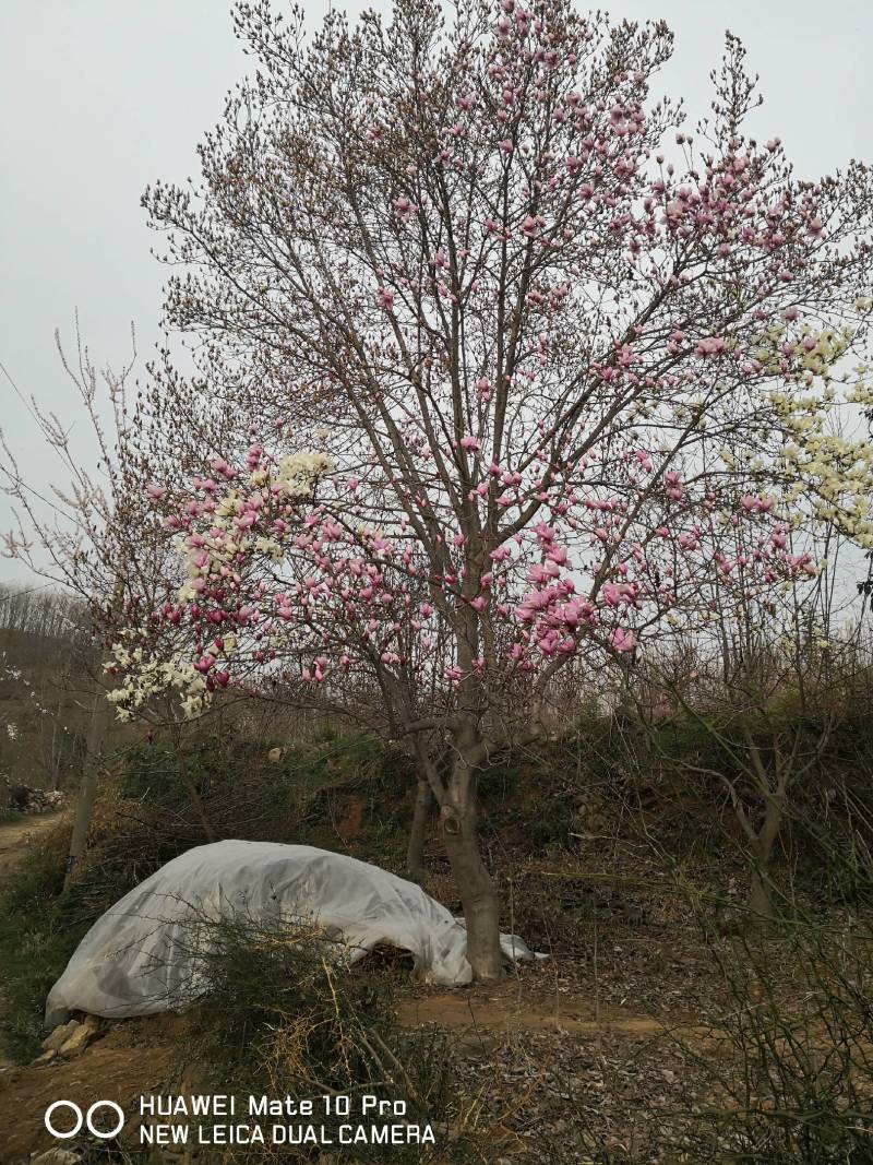 玉兰树大量供应各种玉兰可视频看货对接全国客商