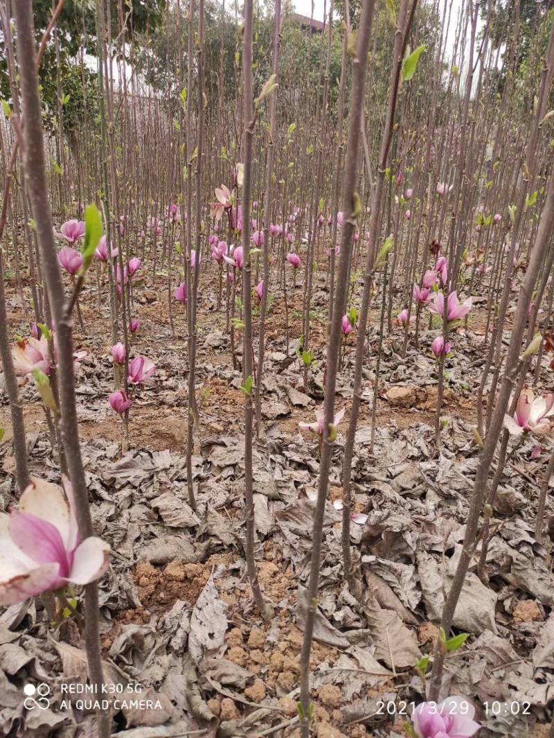 玉兰树大量供应各种玉兰可视频看货对接全国客商