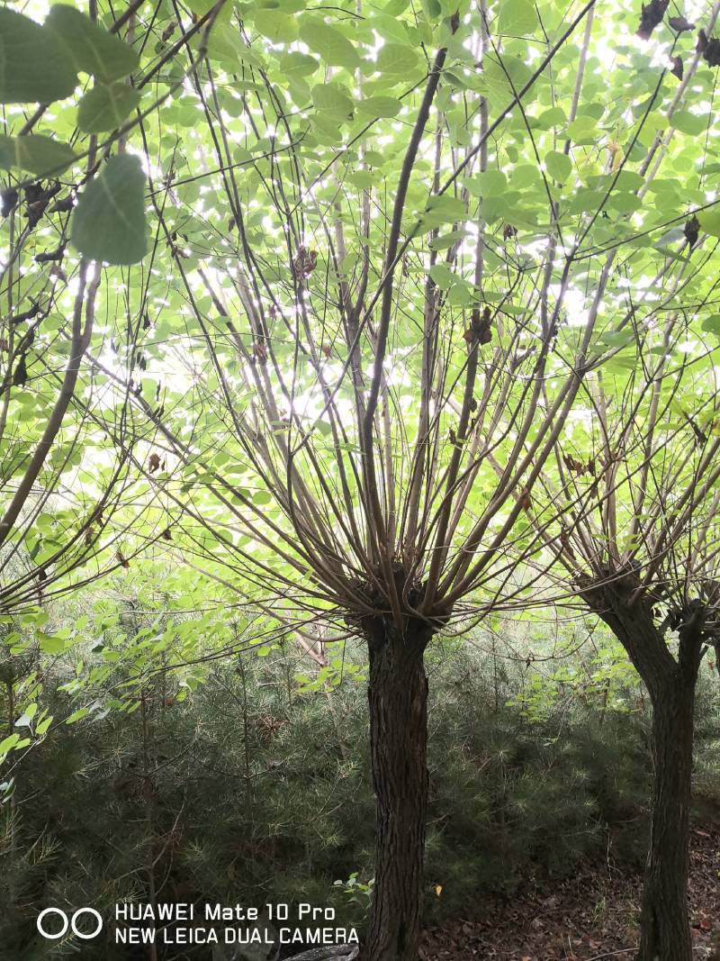 黄栌基地直发质量保证货大质优可视频看货