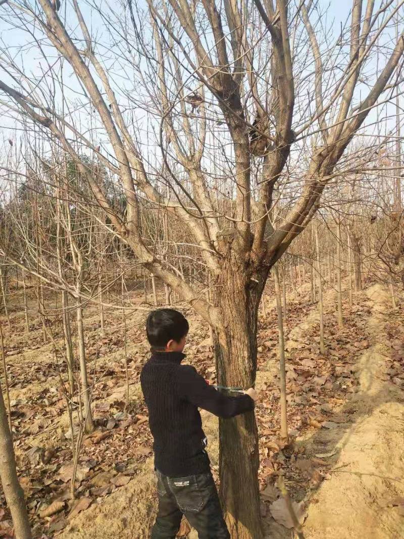 黄栌基地直发质量保证货大质优可视频看货