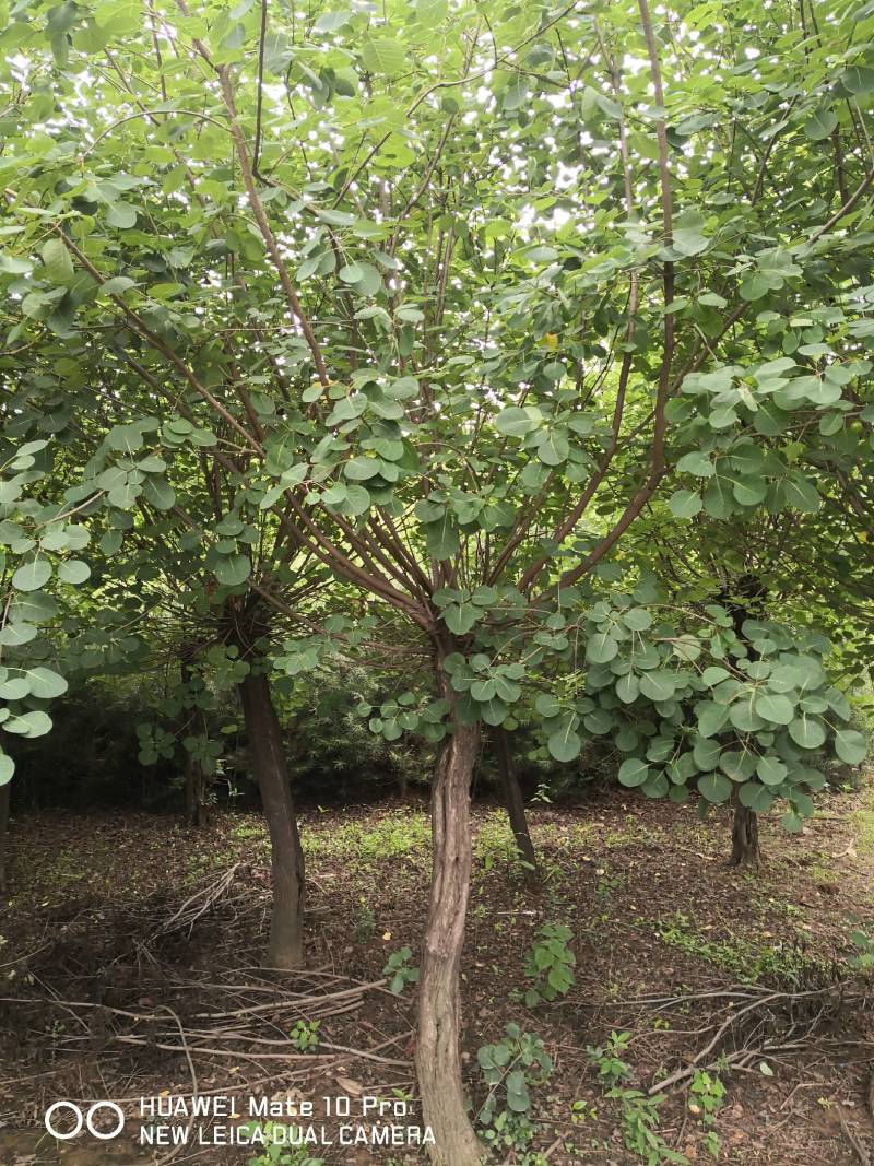 黄栌基地直发质量保证货大质优可视频看货