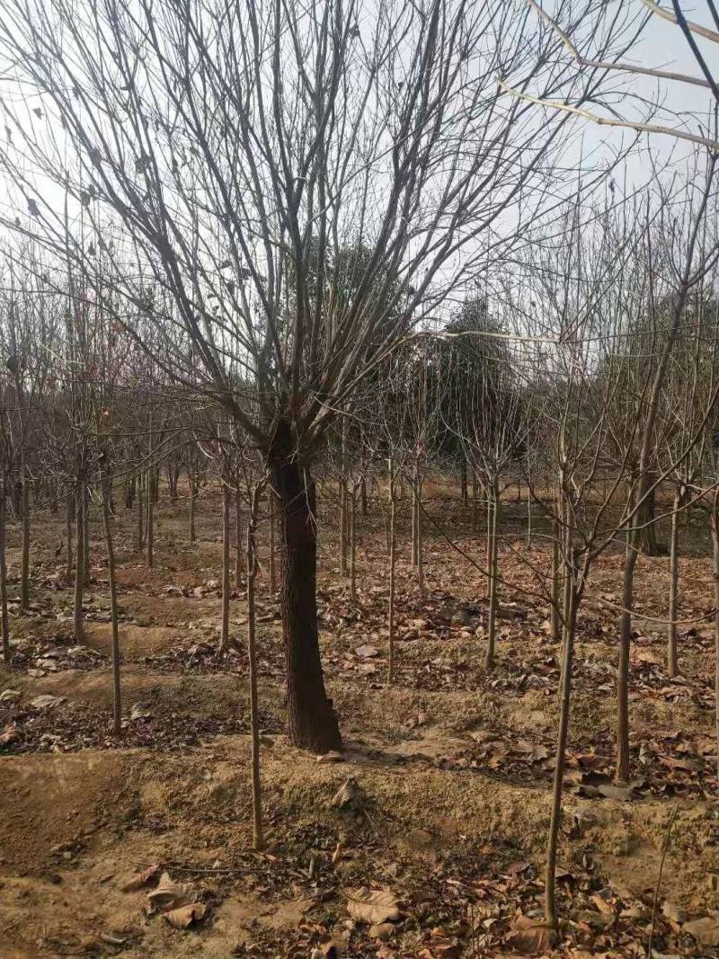 黄栌基地直发质量保证货大质优可视频看货