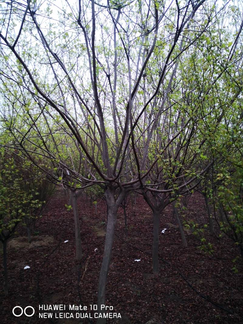 黄栌基地直发质量保证货大质优可视频看货