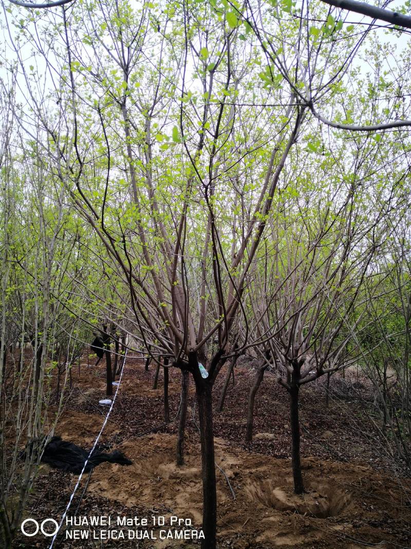 黄栌基地直发质量保证货大质优可视频看货