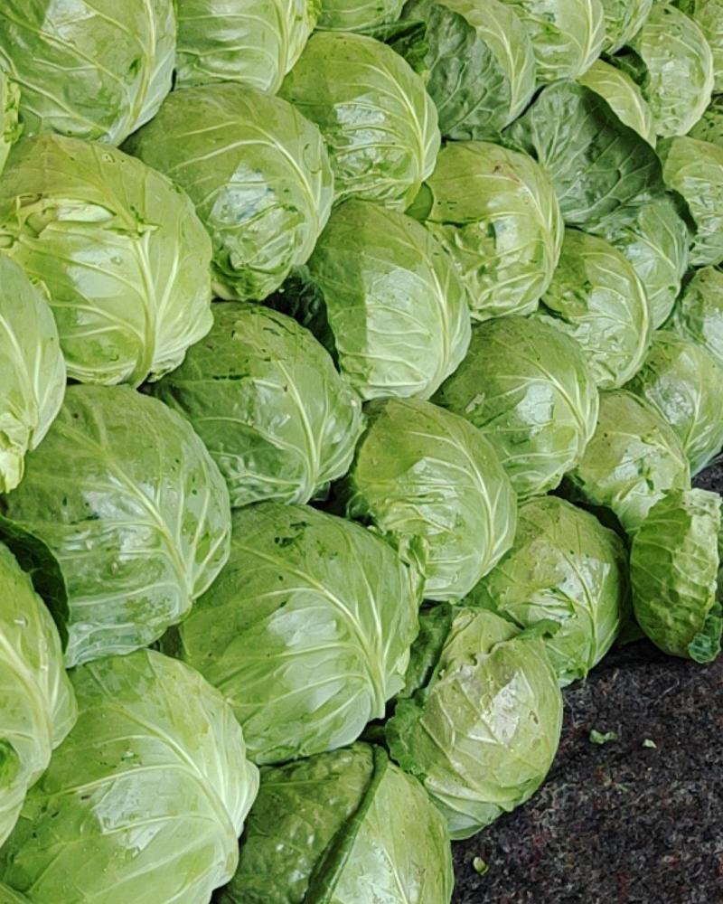 张北精品甘蓝大量上市量大货优欢迎选购