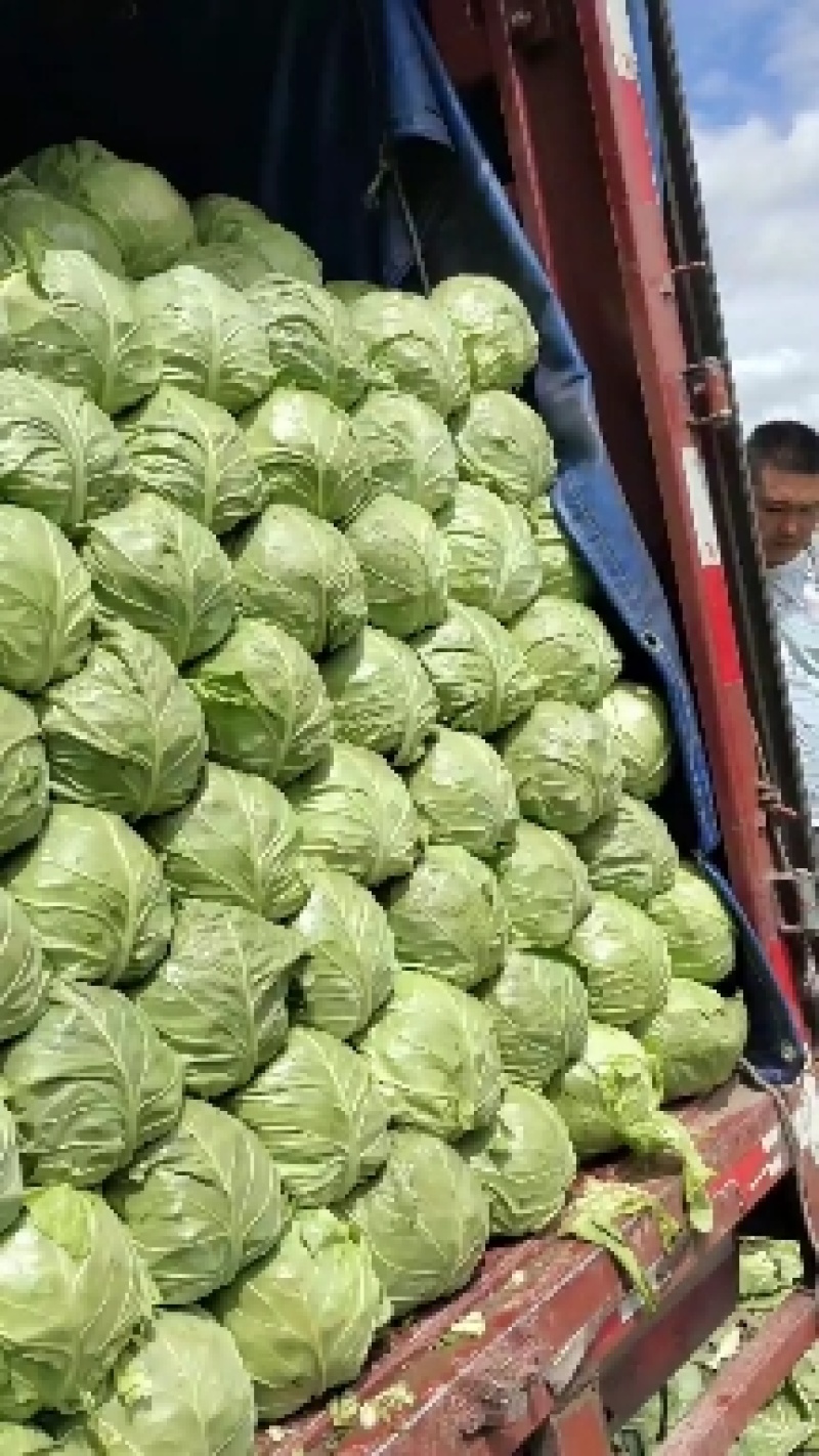 张北精品甘蓝大量上市量大货优欢迎选购