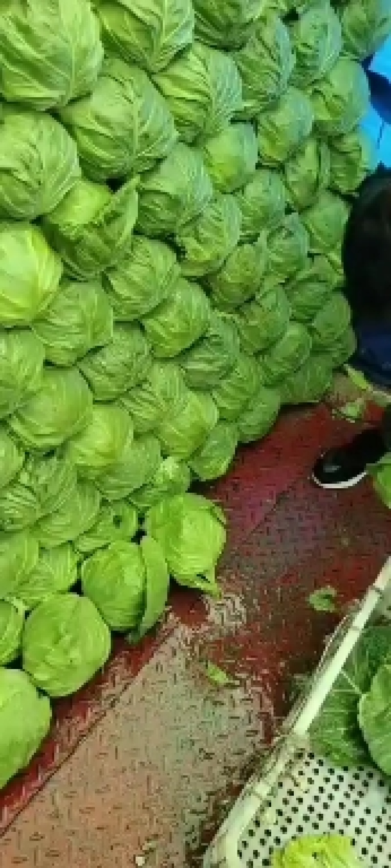 张北精品甘蓝大量上市量大货优欢迎选购