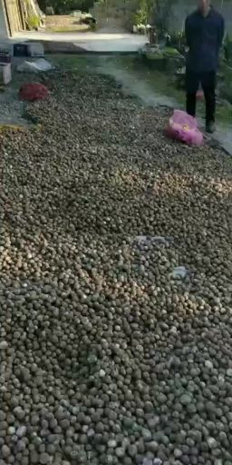 葱蒜类