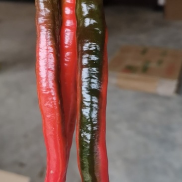 精品红辣椒
