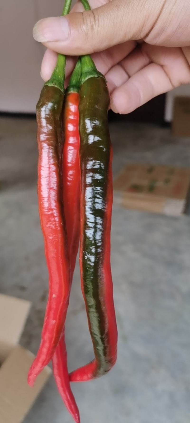 精品红辣椒