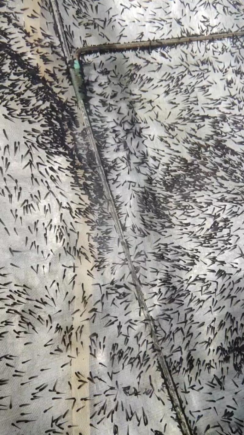 干净漂亮成活率高牛蛙蝌蚪苗大中小圆头都有