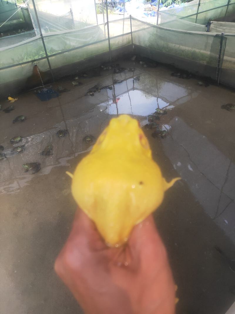 干净漂亮成活率高牛蛙蝌蚪苗大中小圆头都有