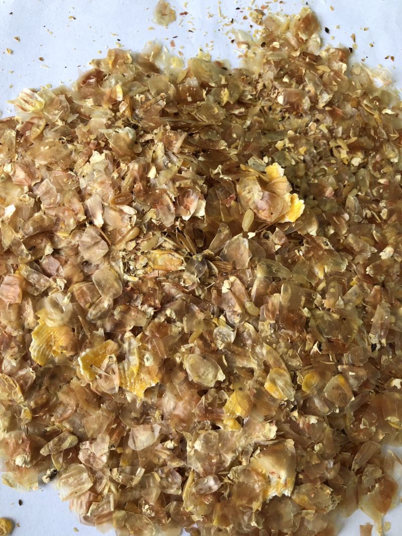 大粗皮