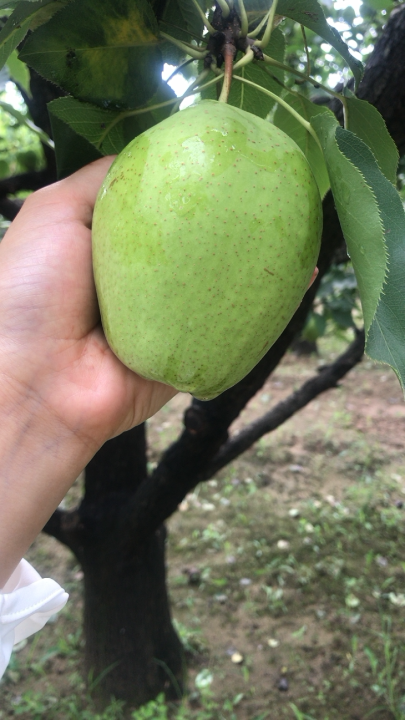 早酥梨3万斤，果园直批，看好现摘