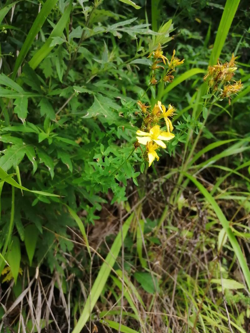 贯叶连翘贯叶连翘干货一手货源产地直供