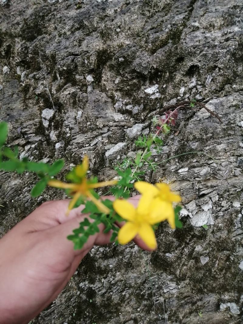 贯叶连翘贯叶连翘干货一手货源产地直供