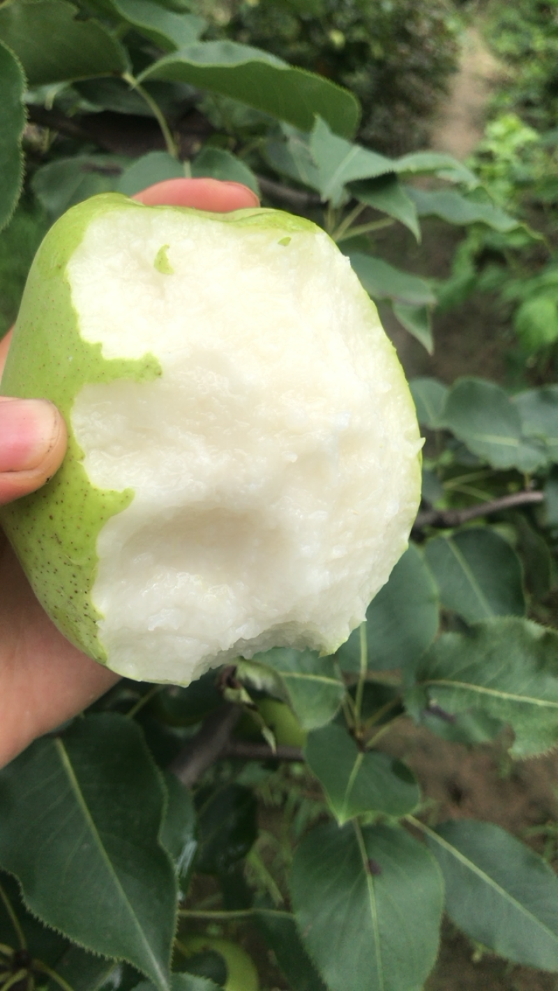 早酥梨3万斤，果园直批，看好现摘