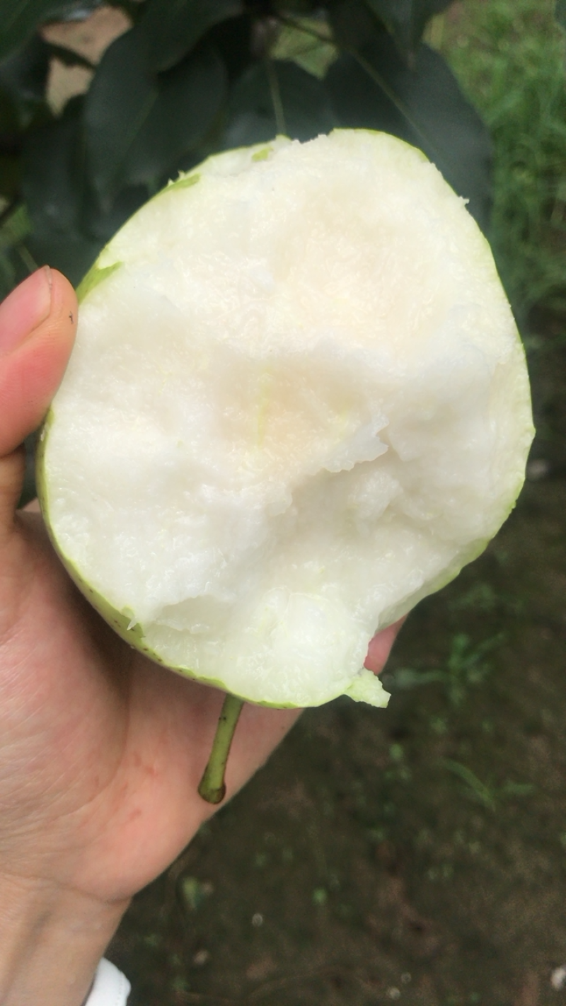 早酥梨3万斤，果园直批，看好现摘