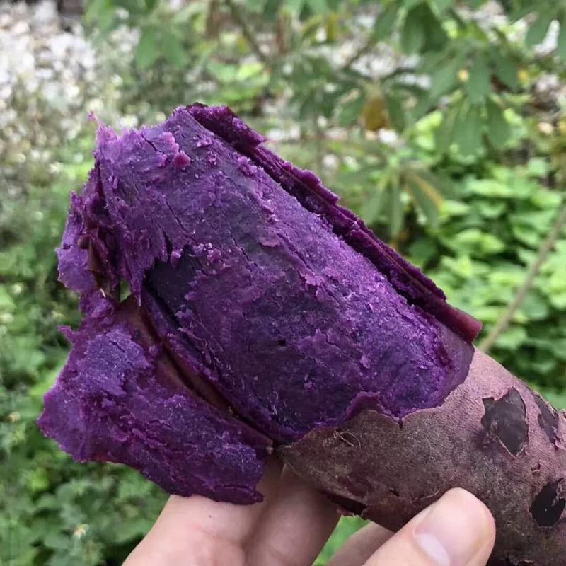 徐紫薯8号紫薯/水晶紫紫薯软糯香甜/可蒸可烤