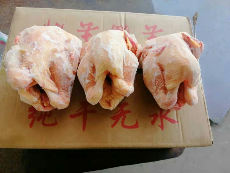 三黄鸡，11只装，盘腿套袋，价格美丽厂家直接发货