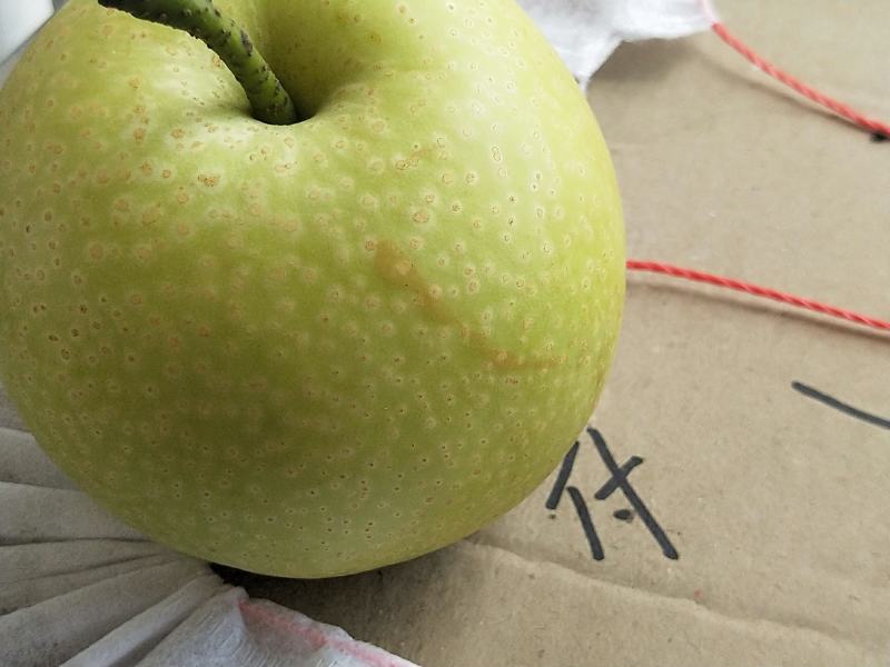 早熟酥梨75起步，量大货好，还有其他水果出售
