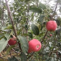 鲁丽苹果50亩成熟开始出售