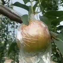 新梨七号70起步，大量有货，还有其他水果