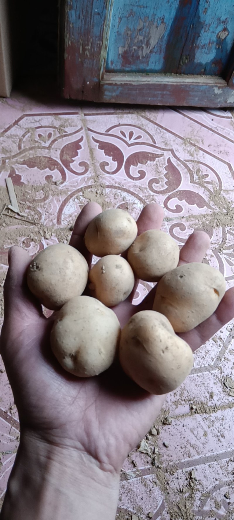迷你小土豆