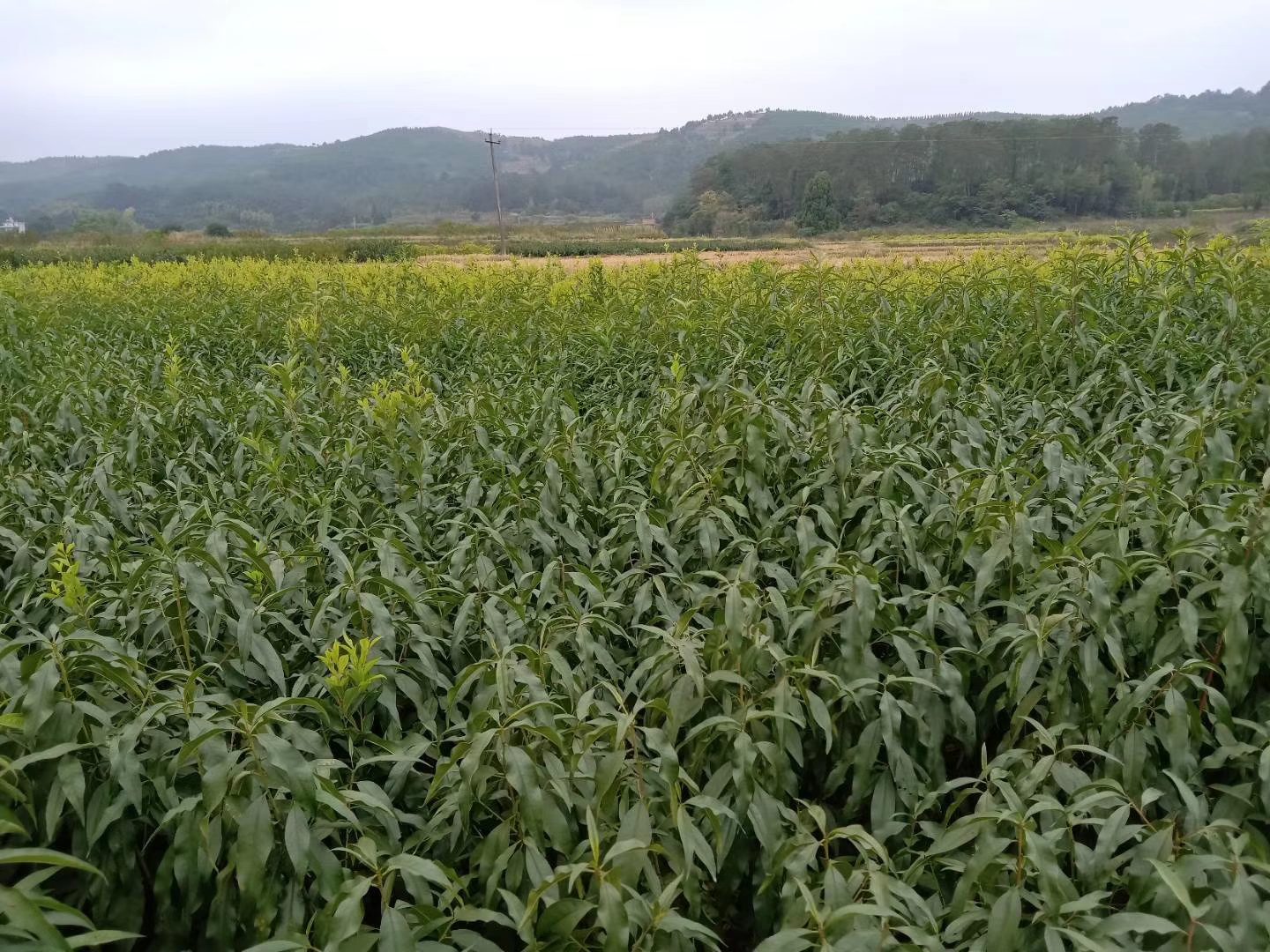 黄桃苗基地未来规划建设的现代化园区效果图,展示科技农业与生态旅游的融合 黄桃苗基地未来规划效果图
