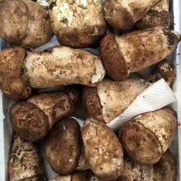 川西高原野生菌…舌尖上的美味